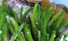 Caulerpa brownii