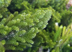 Caulerpa brownii