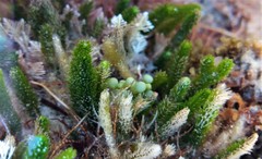 Caulerpa brownii