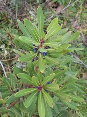 Tasmannia xerophila