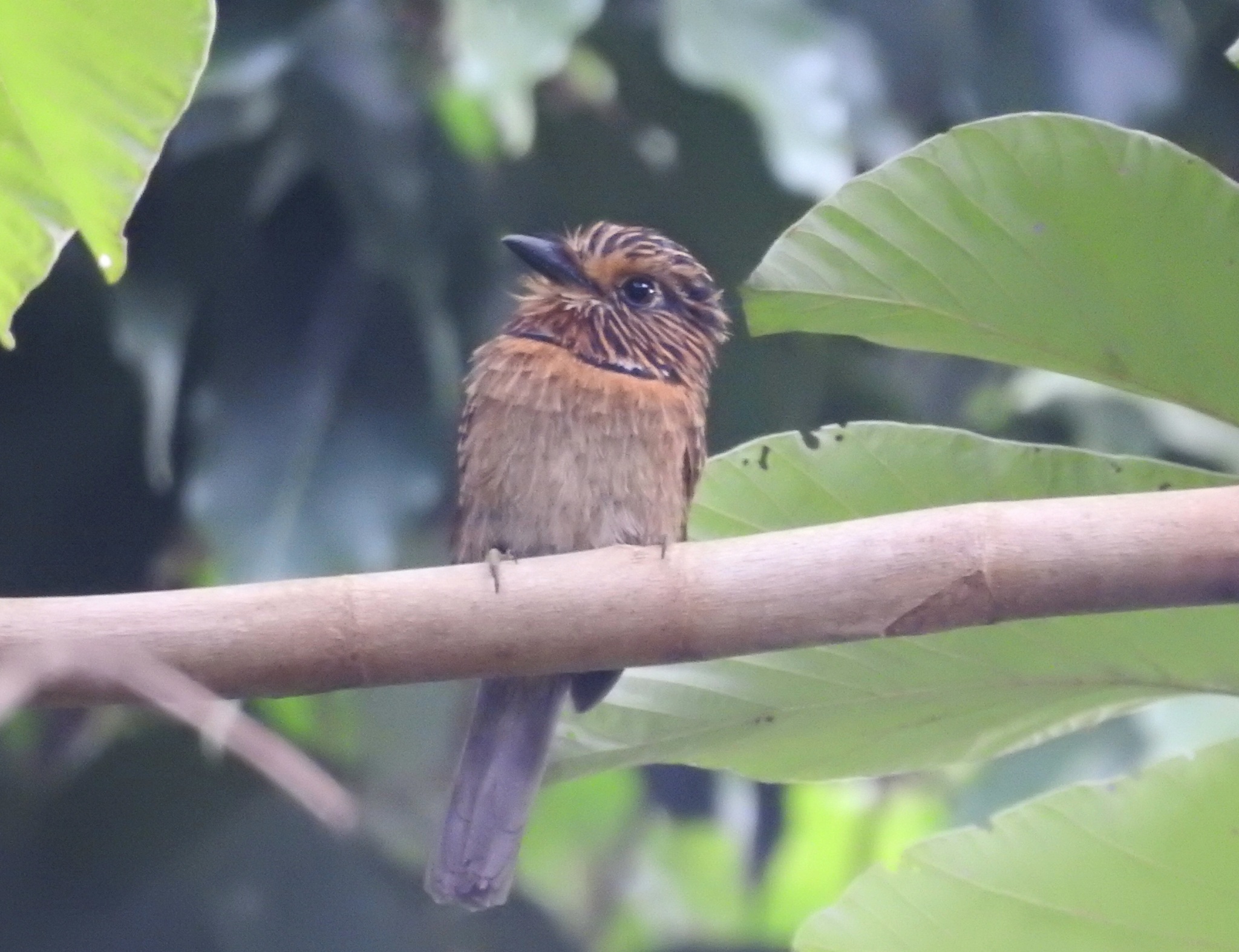 Crescent-chested Puffbird (Malacoptila striata), photo 2