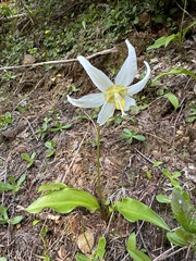 Erythronium elegans, photograph (c) Dee Shea Himes, some rights reserved (CC BY)