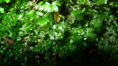 Hymenophyllum minimum