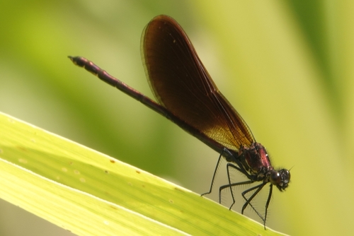 Copper Demoiselle, photo 4 of 10