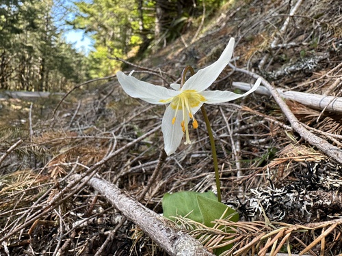 Erythronium elegans, photograph 6