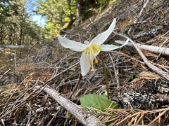 Erythronium elegans, photograph (c) Dee Shea Himes, some rights reserved (CC BY)