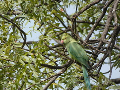 Psittacula krameri