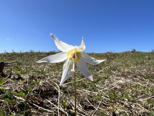 Erythronium elegans, photograph 1