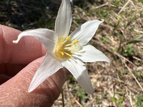 Erythronium elegans, photograph 2