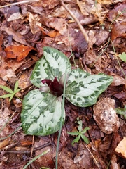 Trillium decumbens