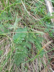 Chaerophyllum eriopodum