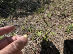 Erythronium elegans
