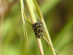 Sphaerocoris annulus
