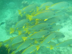 Plectorhinchus chrysotaenia