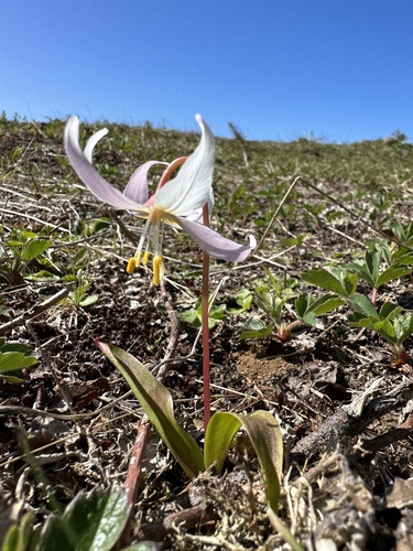 Erythronium elegans, photograph 3