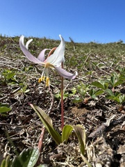 Erythronium elegans, photograph (c) Dee Shea Himes, some rights reserved (CC BY)