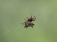 Gasteracantha sanguinolenta