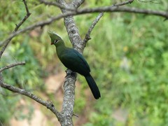 Livingstone's Turaco photo 2