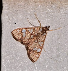 Glyphodes canthusalis