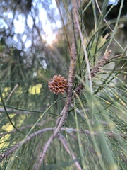 Taxodium distichum