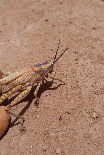 Poekilocerus bufonius