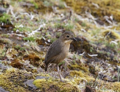 Grallaria quitensis