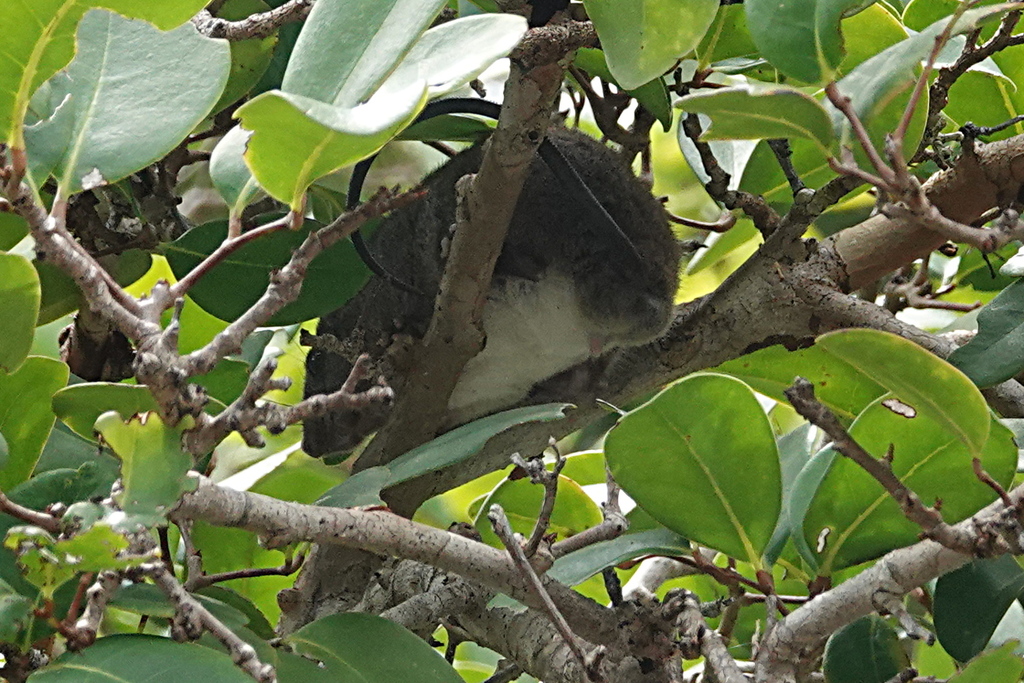 Melomys from Boigu Island QLD 4875, Australia on March 3, 2020 at 0219