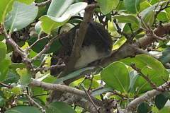 Melomys