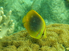 Chaetodon aureofasciatus