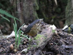 Grallaria squamigera