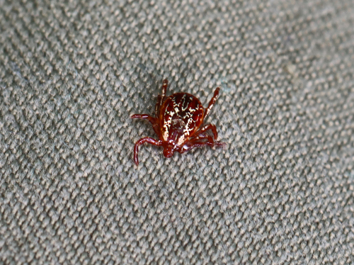 American Dog Tick