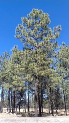 Pinus engelmannii