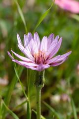 Pseudopodospermum papposum