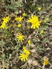 Senecio glaucus