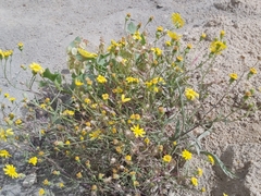 Senecio glaucus