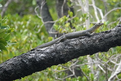 Varanus indicus