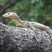 Mangrove Monitor - Photo (c) Pete Woodall, some rights reserved (CC BY-NC), uploaded by Pete Woodall