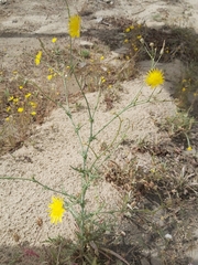 Launaea mucronata