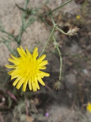 Launaea mucronata