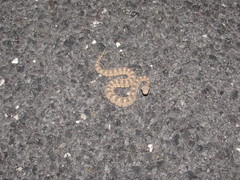 Crotalus cerastes cerastes