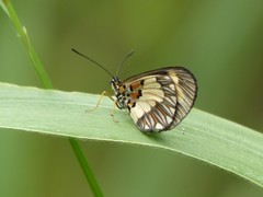 Acraea cabira