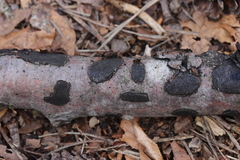 Biscogniauxia nummularia