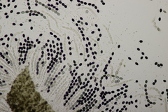 Biscogniauxia nummularia