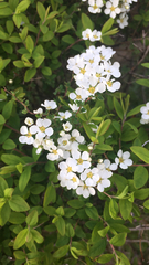 Magnoliopsida