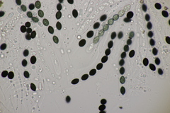 Biscogniauxia nummularia