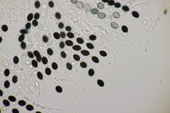 Biscogniauxia nummularia