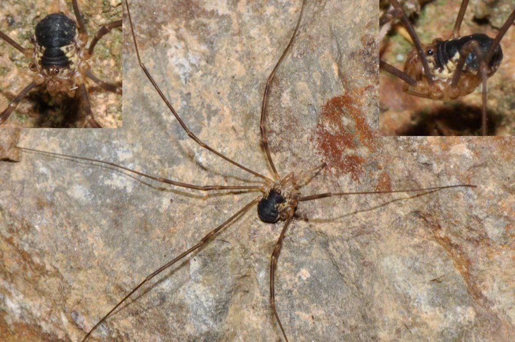 Dicranopalpus pyrenaeus