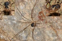 Dicranopalpus pyrenaeus
