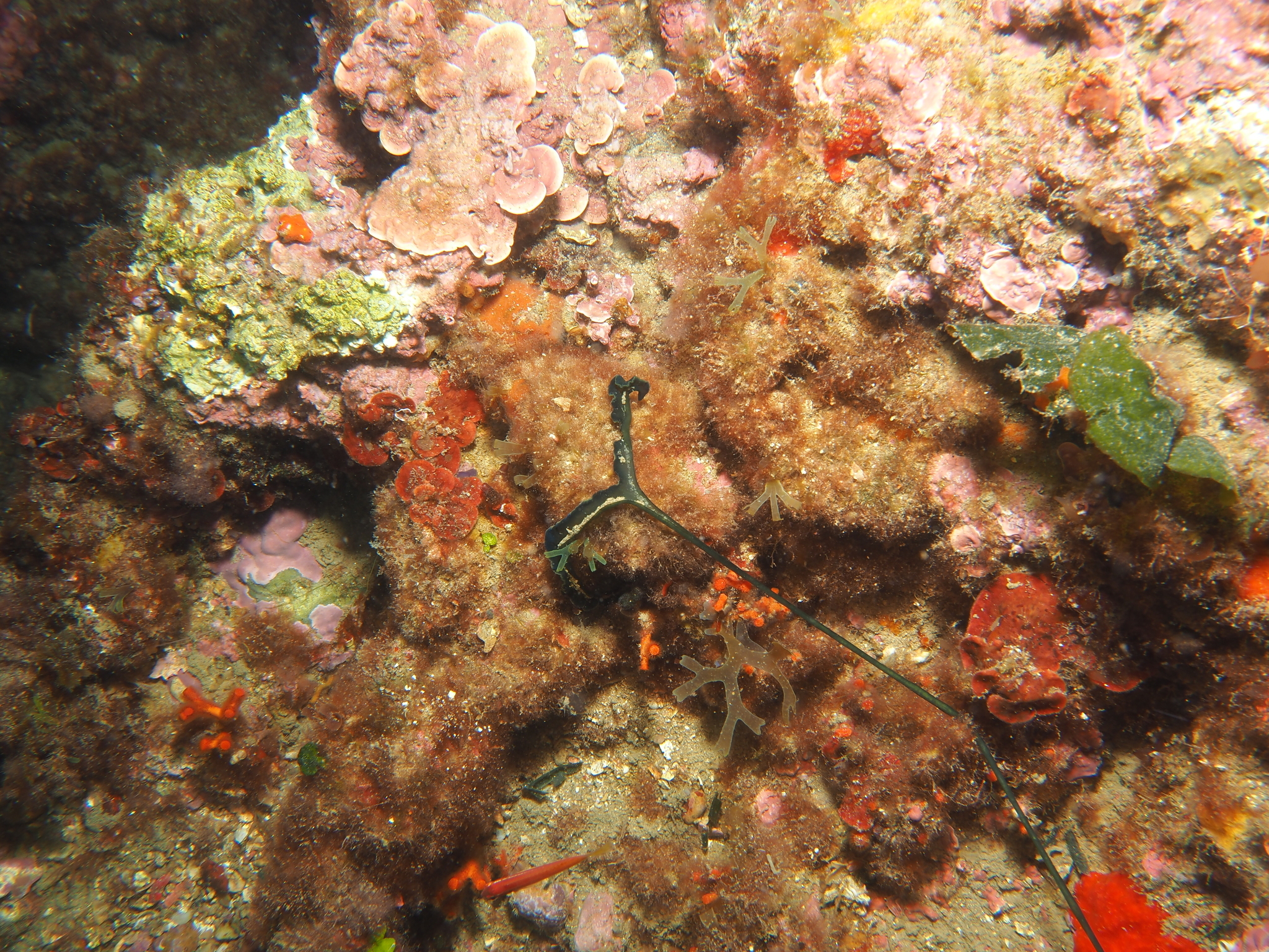 Bonellia viridis Rolando, 1822