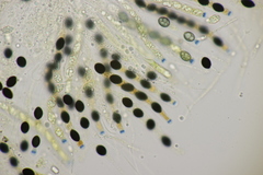 Biscogniauxia nummularia